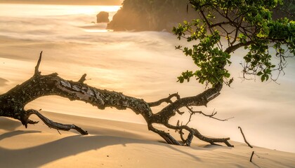 A tree branch lies on a sandy beach, with ocean waves blurred in the background during a sunset golden hour