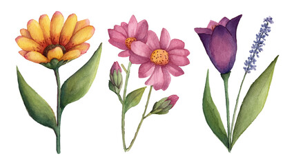 Colorful Watercolor Botanical Flower Illustration Vector Set