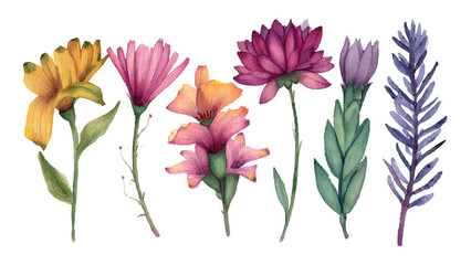 Spring Botanical Watercolor Floral Painting Illustration Vector