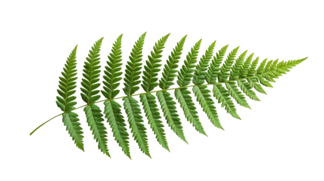 A single green fern leaf with detailed fronds isolated against a black background in a studio shot on transparent background