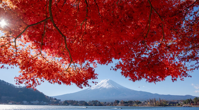 Mount Fuji, the iconic symbol of Japan, during the season of autumn foliage, a period of exceptional beauty.kawaguchiko,japan.