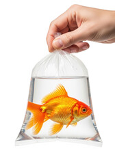 Goldfish in plastic bag held by hand, pet fish, animal, aquatic, orange, gold, water, isolated on transparent background