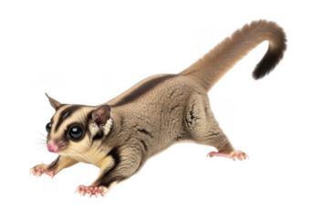 High-resolution sugar glider png image, cute exotic pet animal, flying squirrel, mammal wildlife photography, detailed fur texture, isolated on transparent background