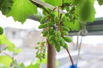 Bunches of green grapes hang on the tree, warm. Immature grapes that are well cared for. Nature...