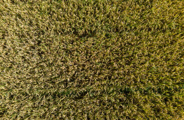 Aerial drone view. flying over green crops in the field