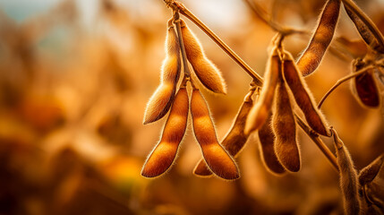yellow soybeans on a natural background