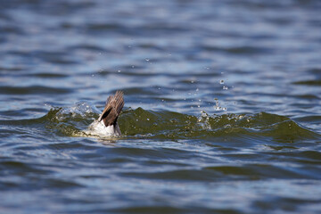 Fototapeta premium Male Canvasback Duck, Aythya valisineria, Diving Sequence 5