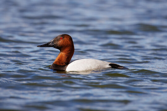 Male Canvasback Duck, Aythya valisineria, Diving Sequence 1