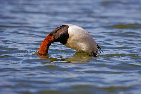 Canvasback Duck, Aythya valisineria, diving sequence 3.