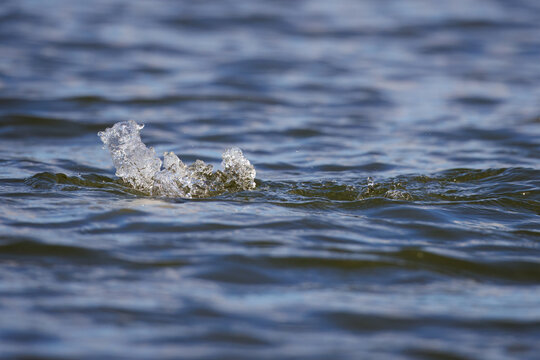 Male Canvasback Duck, Aythya valisineria, Diving Sequence 6.