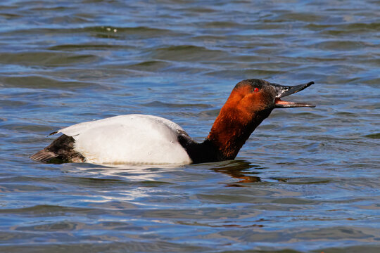 Canvasback Duck, Aythya valisineria, male calling while swimming on the surface of a lake