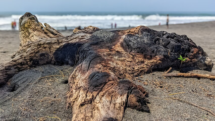 Intriguing textures pf charred wood, a dark and dramatic scene for nature designs or environmental themes showing the aftremath of a wildfire