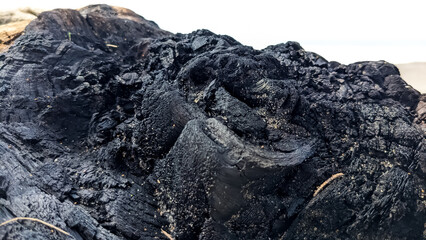 Intriguing textures pf charred wood, a dark and dramatic scene for nature designs or environmental themes showing the aftremath of a wildfire