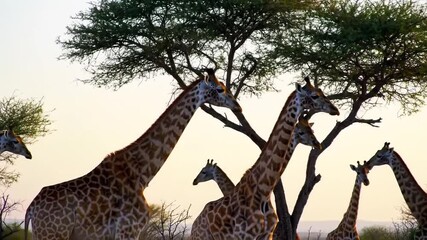 A herd of giraffes walks through the savanna under acacia trees at sunset. - Powered by Adobe