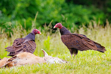 Fototapeta premium Turkey Vultures, Cathartes aura, standing behind a deer carcass