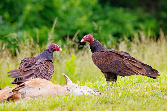 Turkey Vultures, Cathartes aura, standing behind a deer carcass