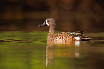 Male Blue Winged Teal, Spatula discors