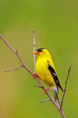 American goldfinch, Spinus tristis.
