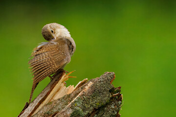 House Wren, Troglodytes aedon, preening