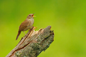 An adult house wren, Troglodytes aedon, calling while perched on a broken, dead branch.