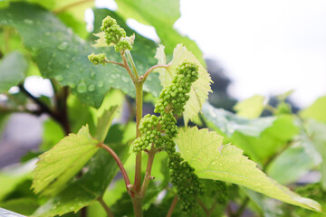 Close up grapevine flowers about to blossom. Vines. Grape flower buds, baby grapes. Grapevine clusters in the pre-bloom stage. © eza