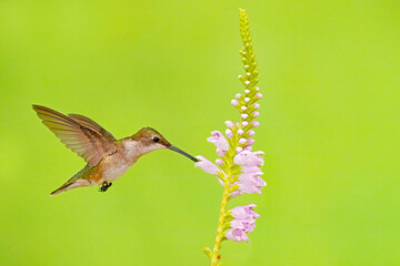 Juvenile male Ruby-Throated Hummingbird Archilochus colubris, and Obedient Plant, Physostegia virginiana