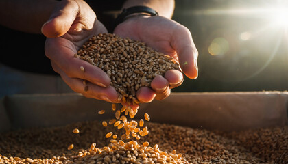Close-up of farmer's hands holding grains, showing harvest, agriculture, and food production