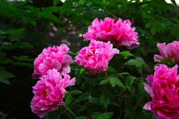 Beautiful flower of paeonia plant