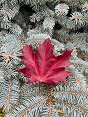 Autumn leaves, maple leaf on a spruce tree