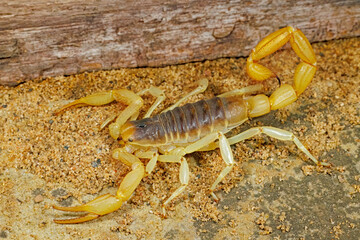Giant Hairy Scorpion, Hadrurus arizonensis.