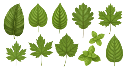 Set of 12 Various Green Leaves Realistic Vector Illustrations