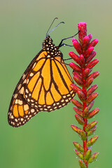 Monarch butterfly, Danaus plexippus, perched on blazing star.