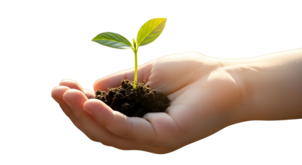 Human hand carefully holding and protecting a new seedling sprout for business growth concept isolated PNG with Transparent Background