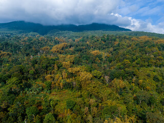 Obraz premium Aerial view of dense tropical forest with lush green trees and golden foliage in daylight. Natural jungle texture showing vibrant vegetation, biodiversity, and rich ecosystem.
