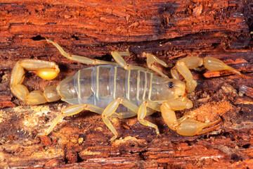 Eastern sand scorpion, Paruractonus utahensis.