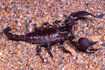 Emperor scorpion, Pandinus imperator