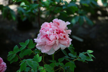 Obraz premium Beautiful flower of paeonia plant