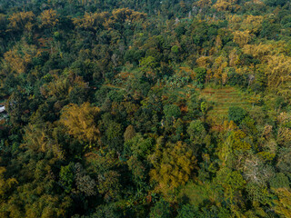 Fototapeta premium Aerial view of dense tropical forest with lush green trees and golden foliage in daylight. Natural jungle texture showing vibrant vegetation, biodiversity, and rich ecosystem.