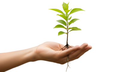 Human hand holding small green plant seedling with roots representing growth and new life isolated PNG with Transparent Background