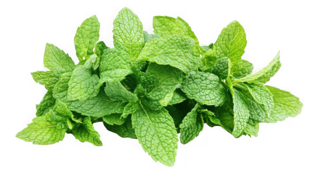 A vibrant bunch of fresh green mint leaves clustered together on a stark black background close up view on transparent background