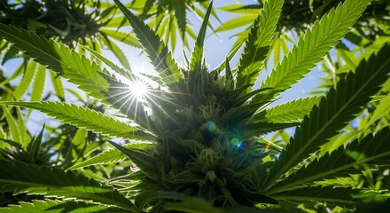 Sunlit cannabis bud with lush green leaves and sunlight filtering through