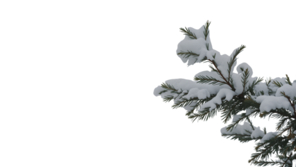 Snow-covered evergreen branch with thick white layer resting on needles, natural winter detail symbolizing cold, stillness, and seasonal beauty.