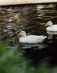 Two White Ducks Swimming Calmly in Dark Reflective Water
