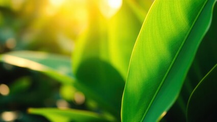 Vibrant green leaves bathed in warm golden sunlight, nature's beauty