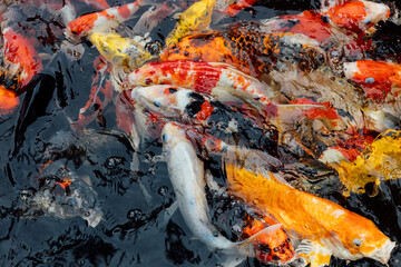 Vibrant Koi Fish Swimming in Clear Water with Bubbles and Colorful Fins