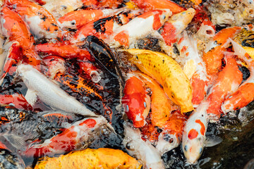 Colorful Koi Fish Swimming in a Pond with Clear Water and Stones