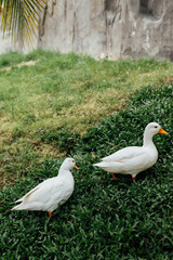 Two White Ducks Walking on Green Grass Near a Wall