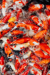 Colorful Koi Fish Swimming in Clear Water Reflection Surface