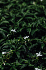 Lush Green Foliage with Delicate White Flowers in Natural Setting