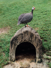 Fototapeta premium Guinea Fowl Standing on Rock Perch in Green Outdoor Setting